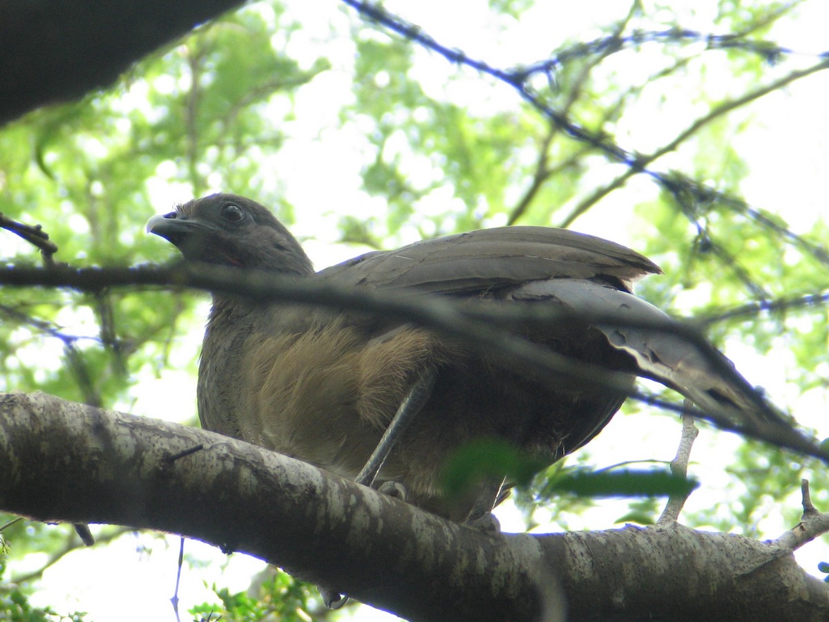 Plain Chachalaca - ML647488644