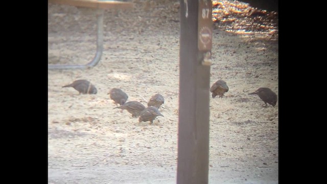 křepel kalifornský - ML647488647