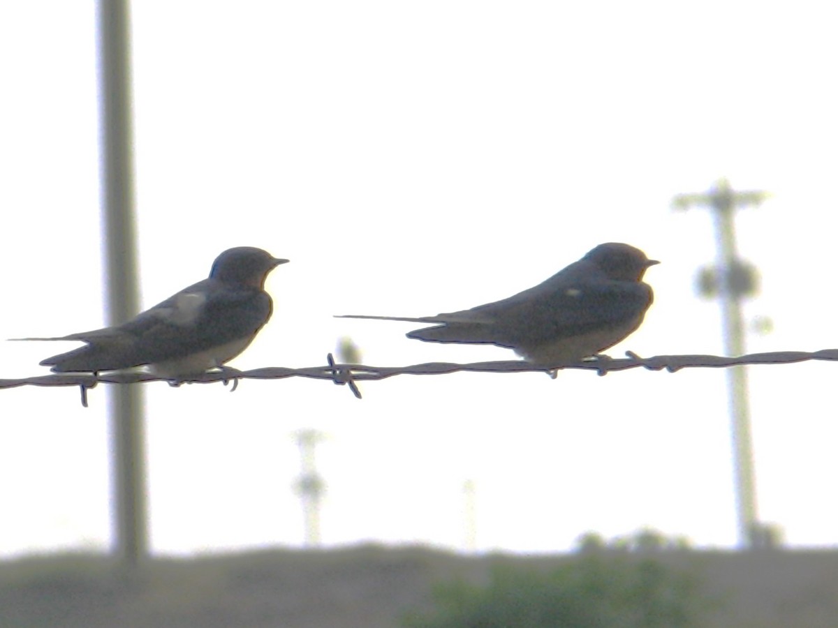 vlaštovka obecná - ML647488651