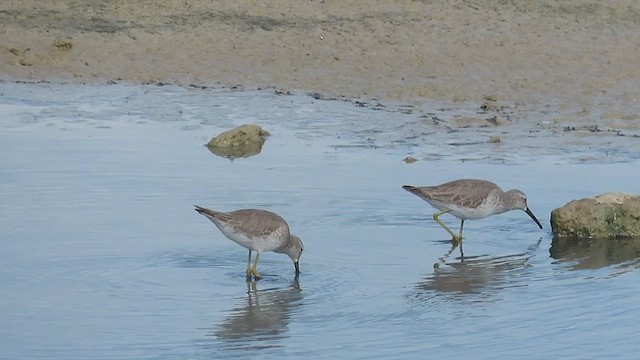 jespák dlouhonohý - ML647488670