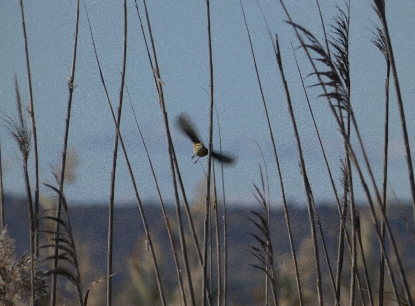 Mosquitero Común - ML647488679