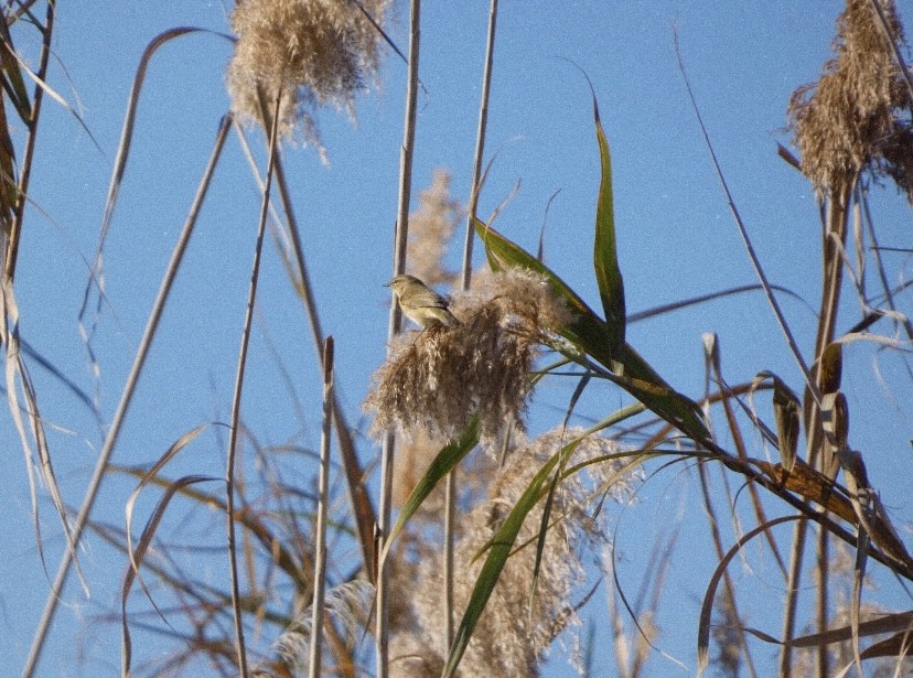 Mosquitero Común - ML647488680