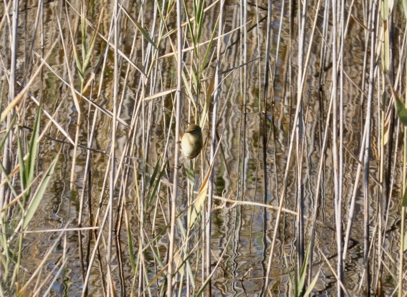 Mosquitero Común - ML647488681