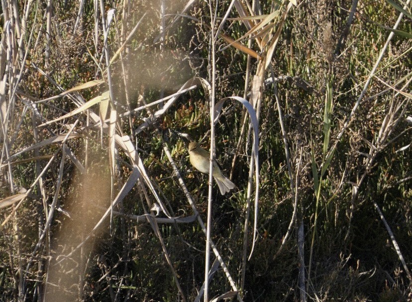 Mosquitero Común - ML647488682