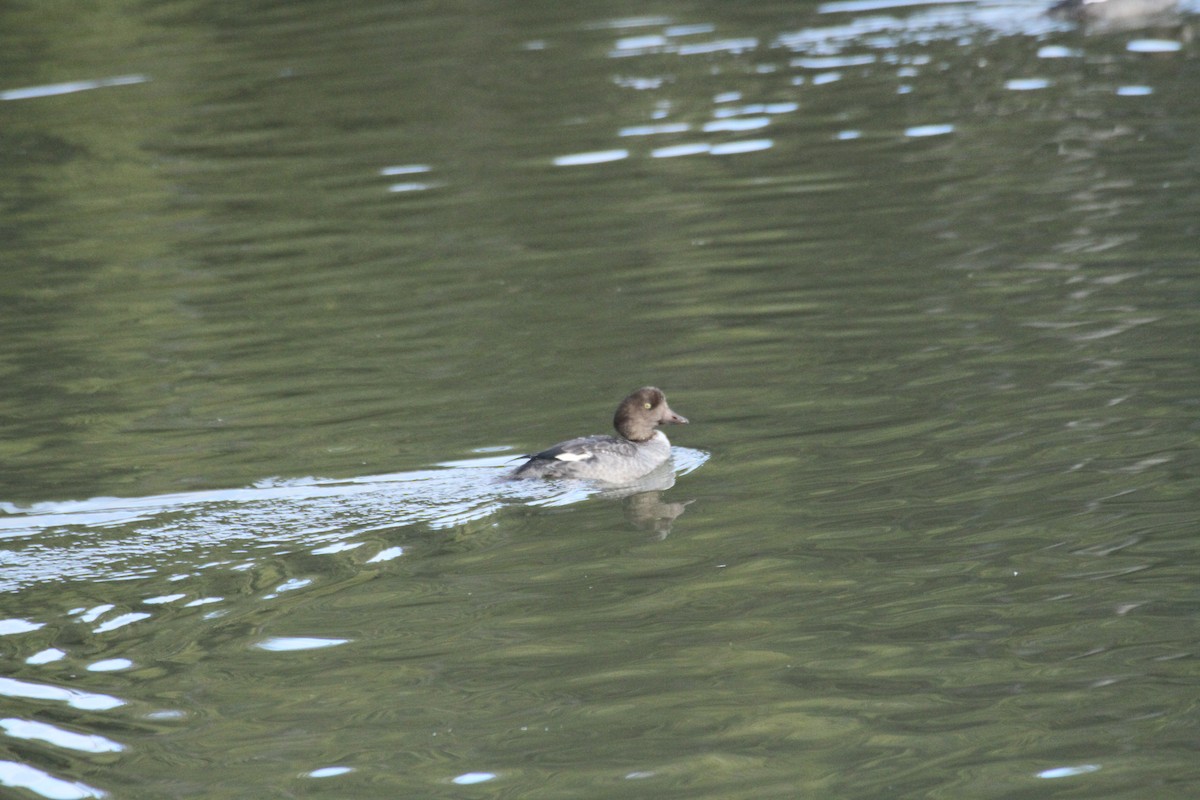 עבראש איסלנדי - ML647488753