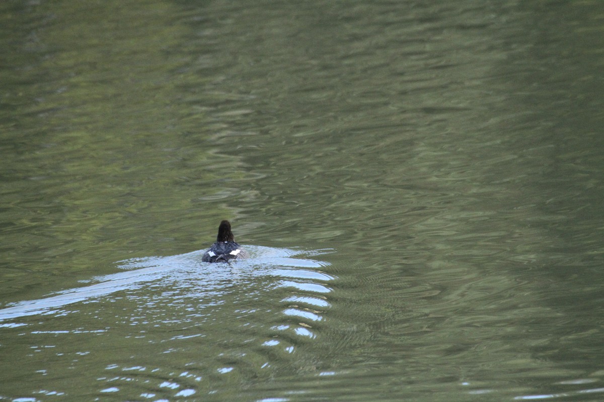 עבראש איסלנדי - ML647488754