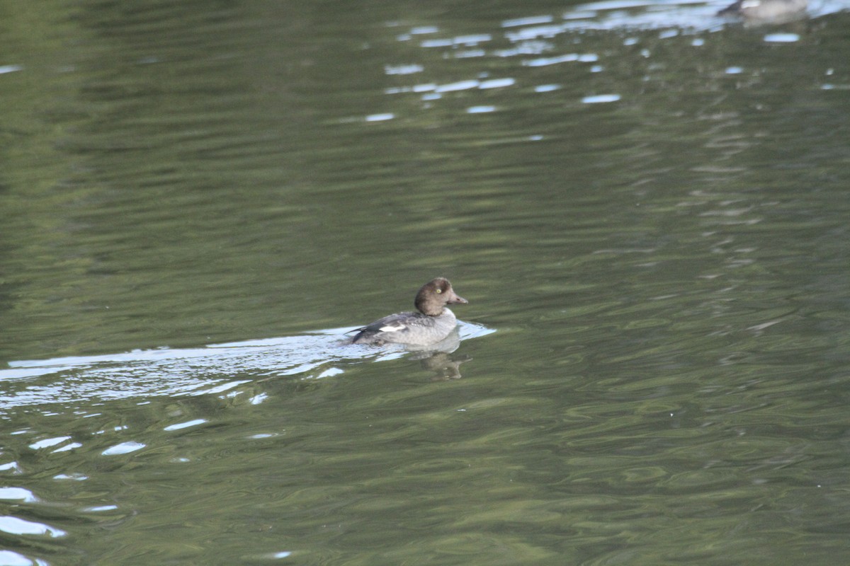 עבראש איסלנדי - ML647488755