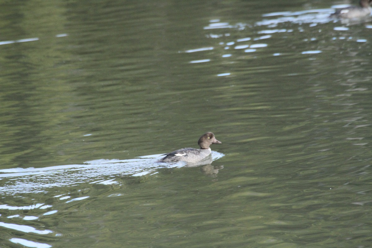 עבראש איסלנדי - ML647488756