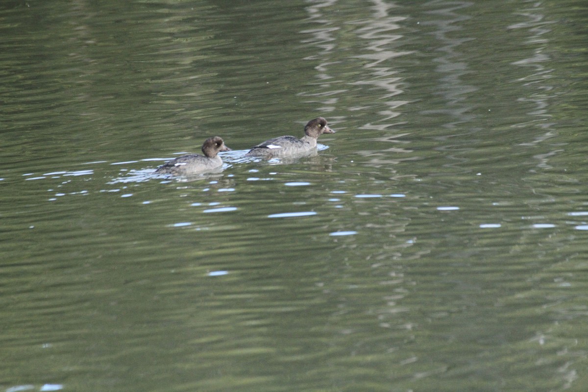 עבראש איסלנדי - ML647488757