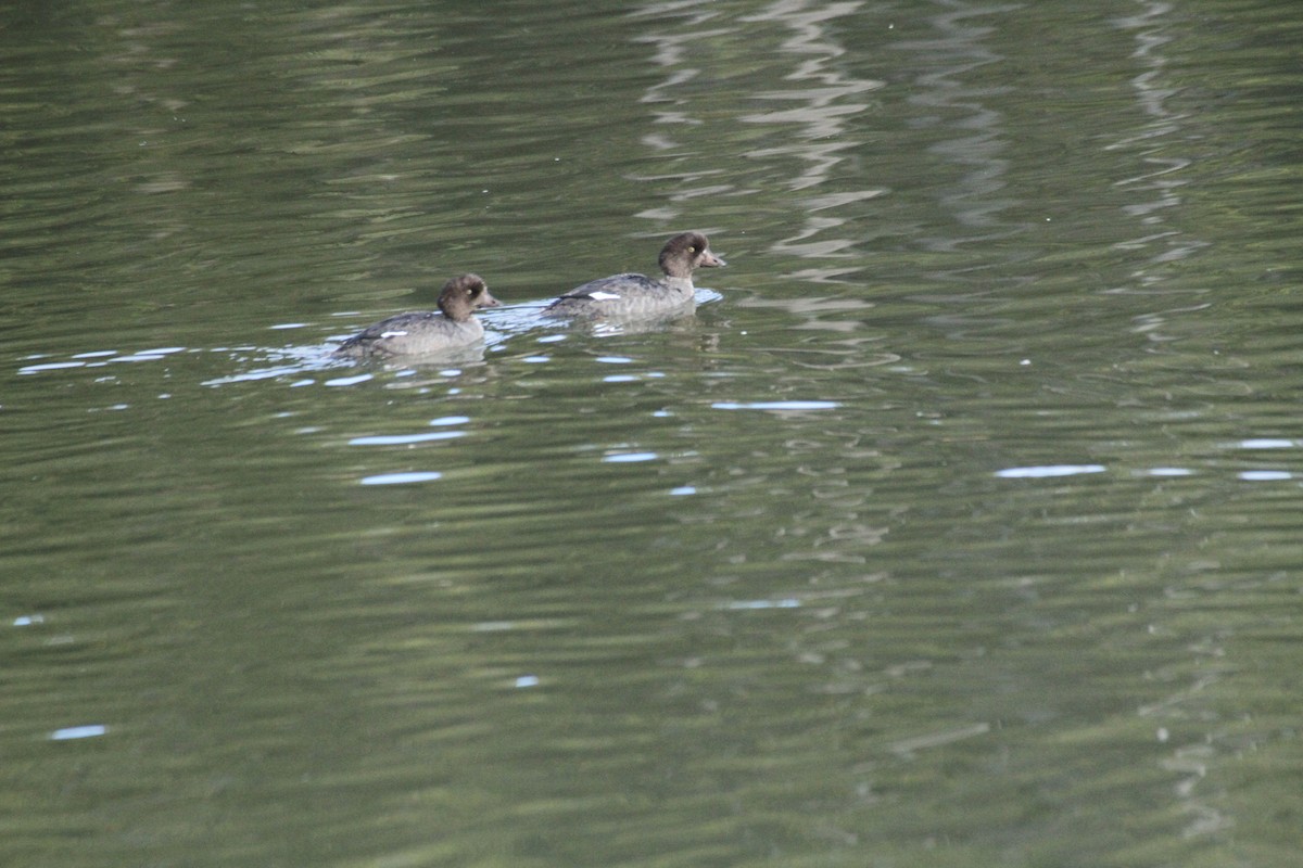 עבראש איסלנדי - ML647488758