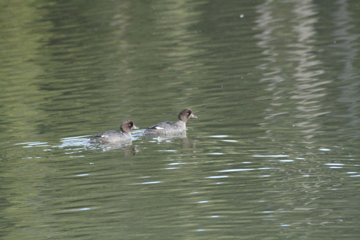 עבראש איסלנדי - ML647488759