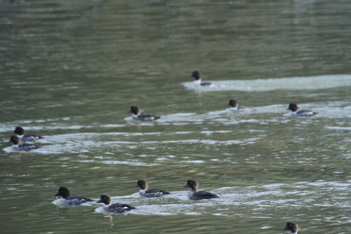עבראש איסלנדי - ML647488760