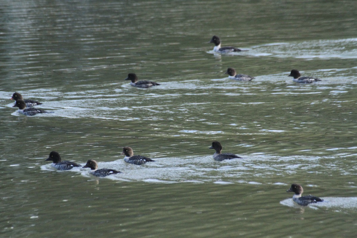 עבראש איסלנדי - ML647488761