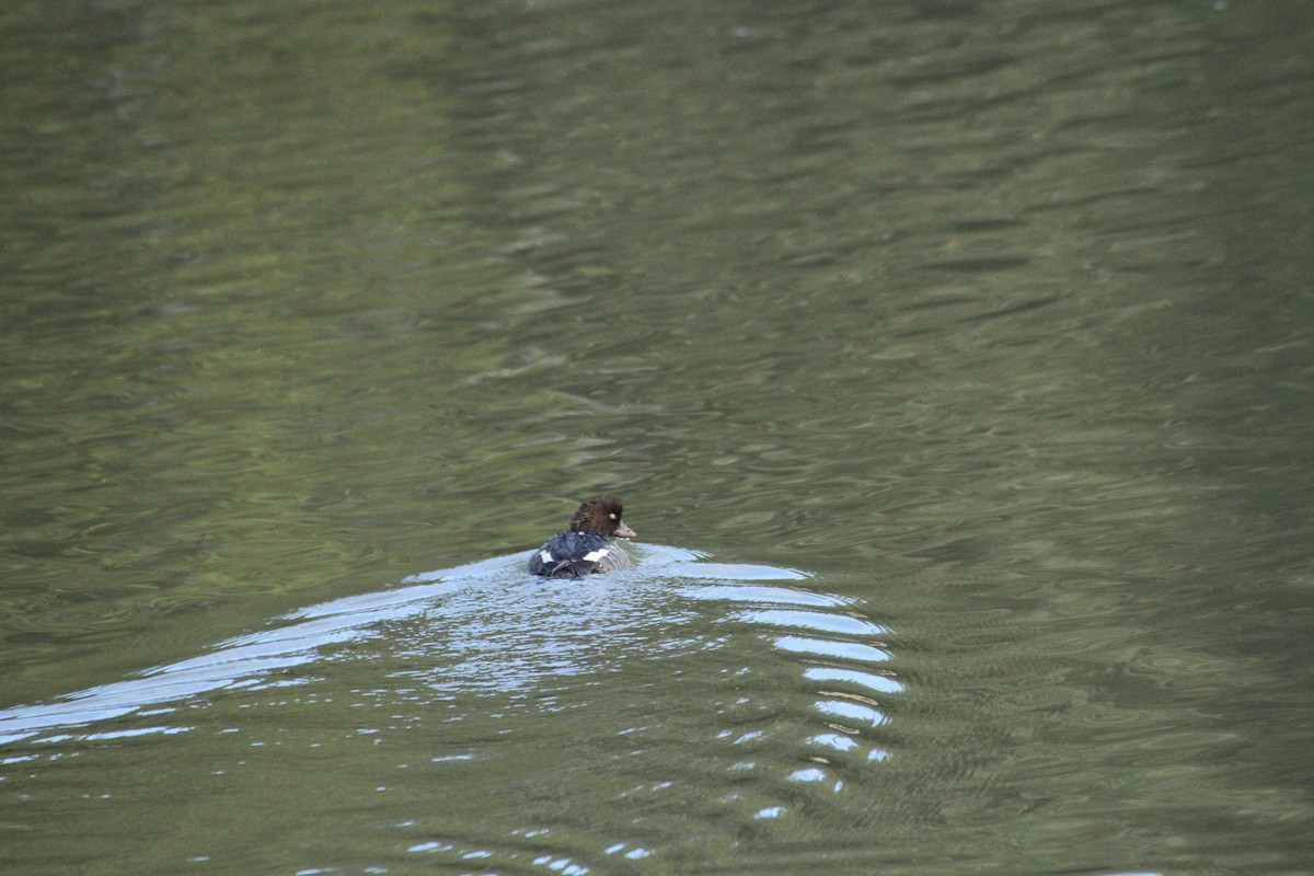 עבראש איסלנדי - ML647488762