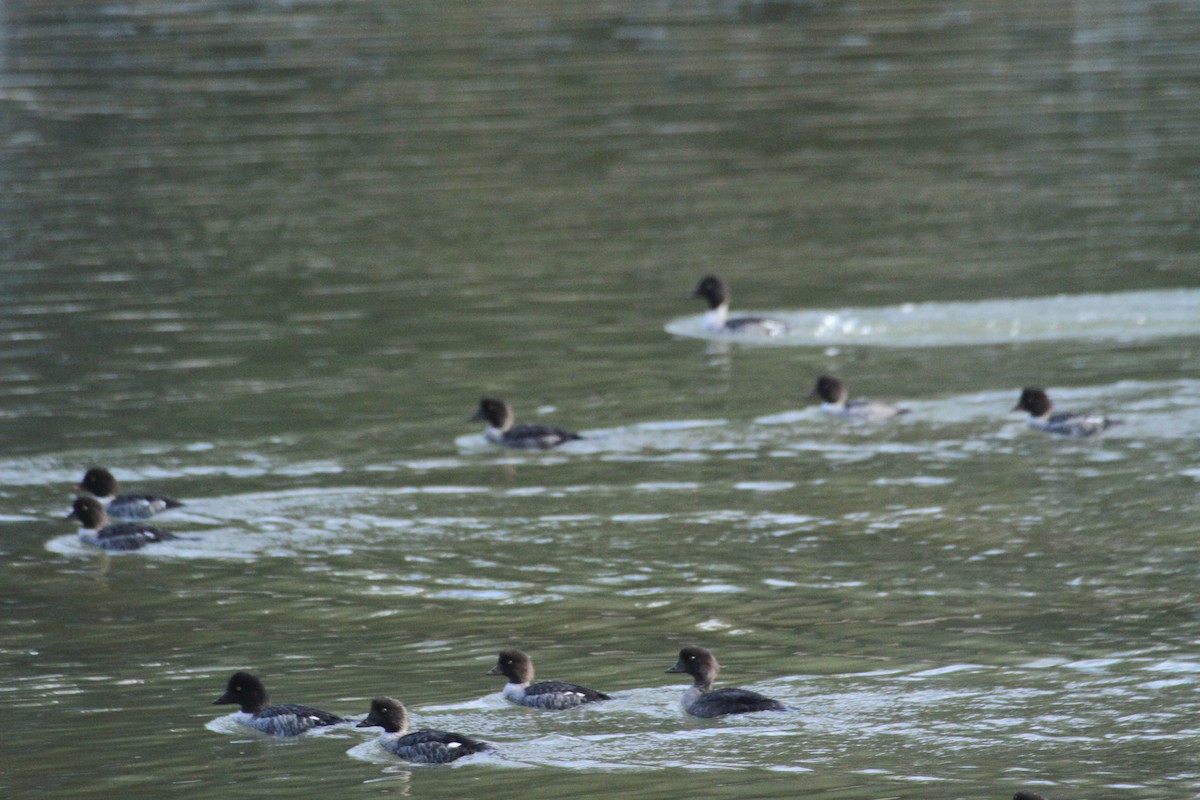 עבראש איסלנדי - ML647488763