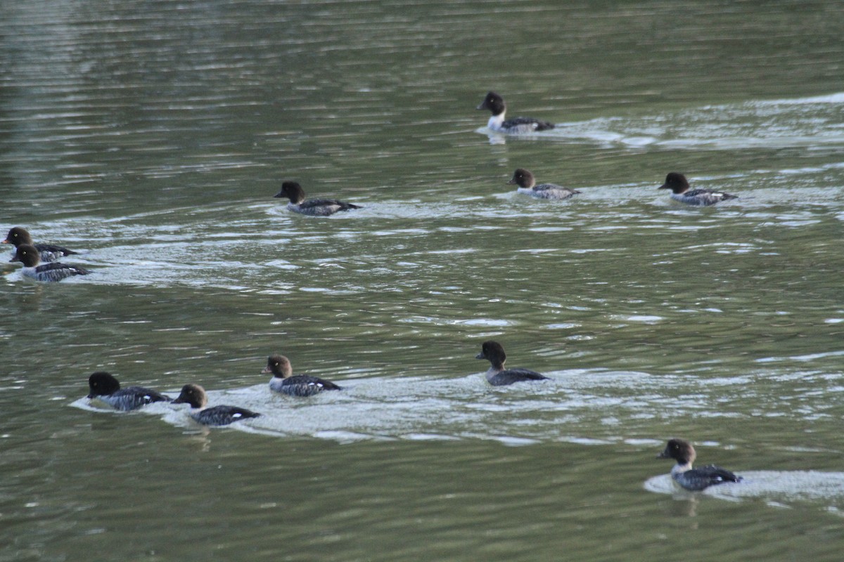 עבראש איסלנדי - ML647488764