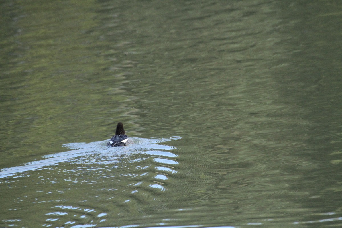 עבראש איסלנדי - ML647488765