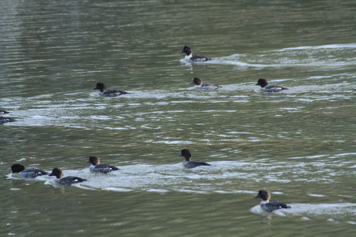 עבראש איסלנדי - ML647488766