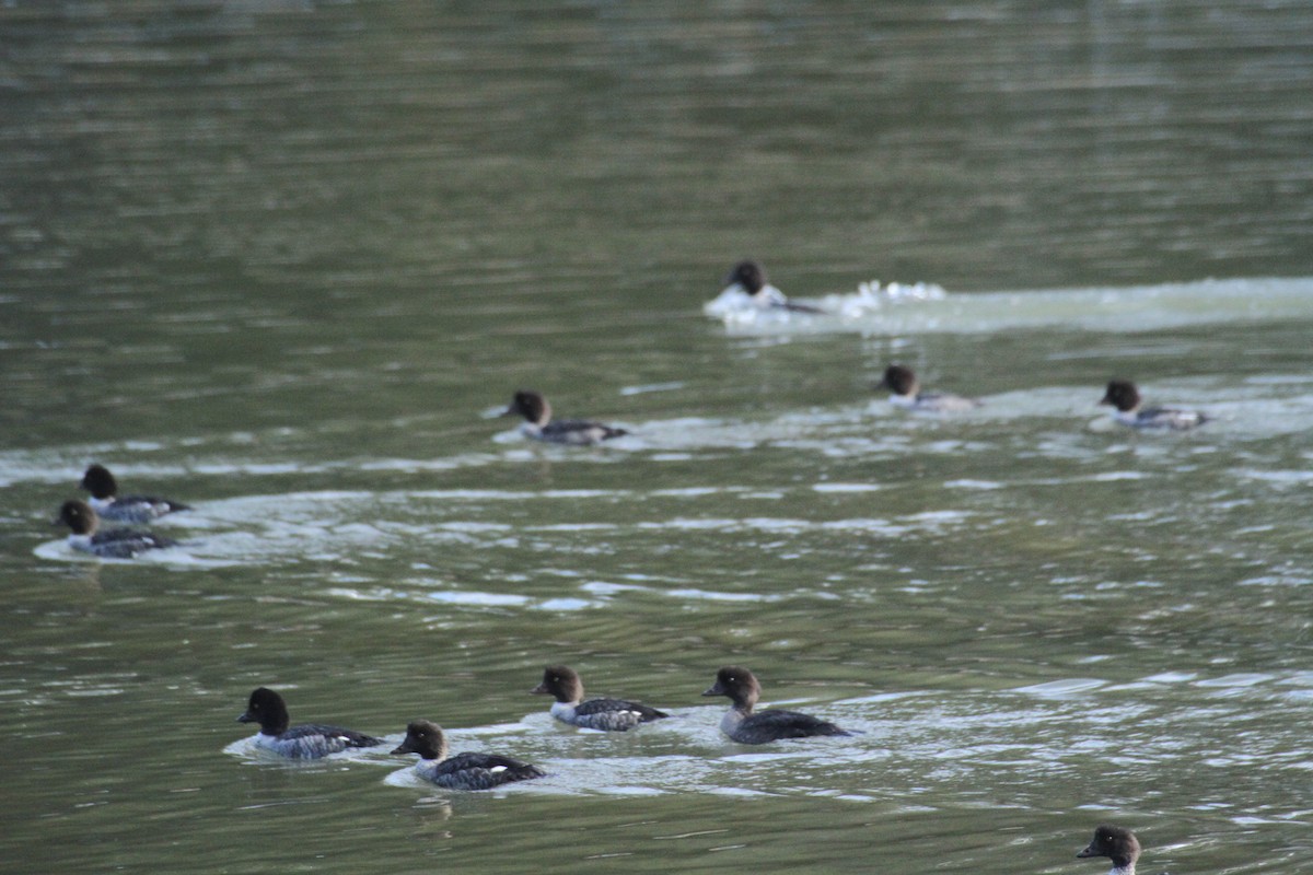 עבראש איסלנדי - ML647488767
