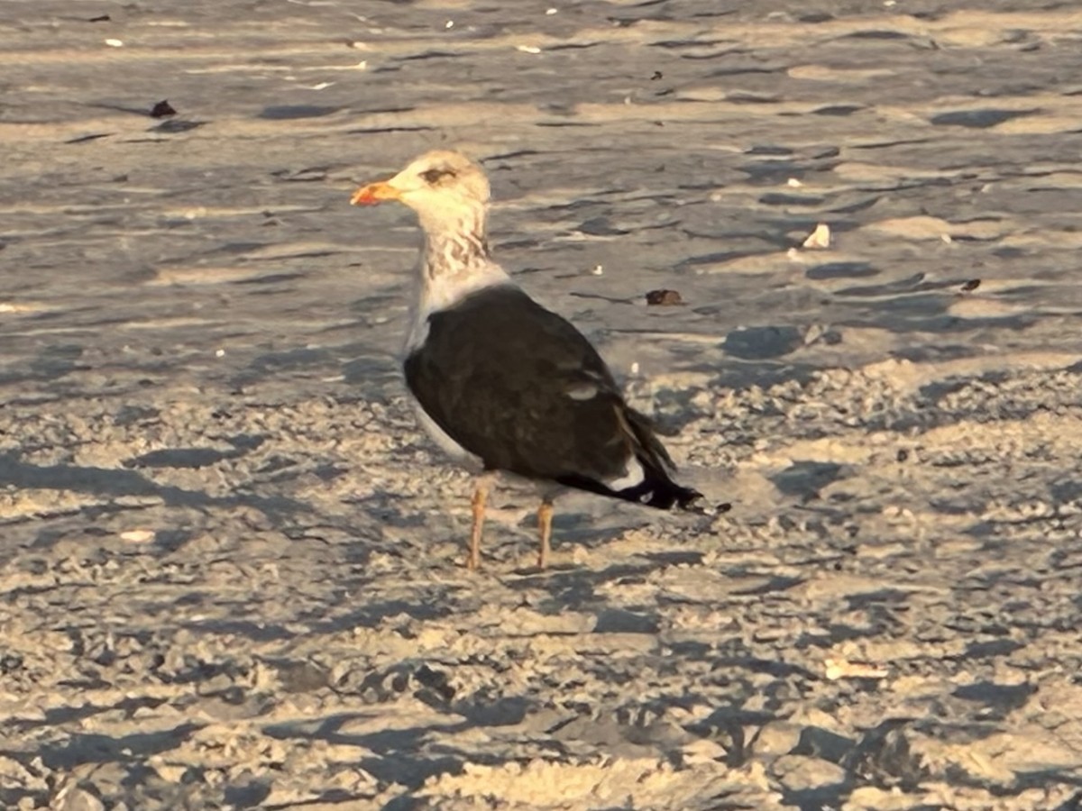 Lesser Black-backed Gull - ML647488779