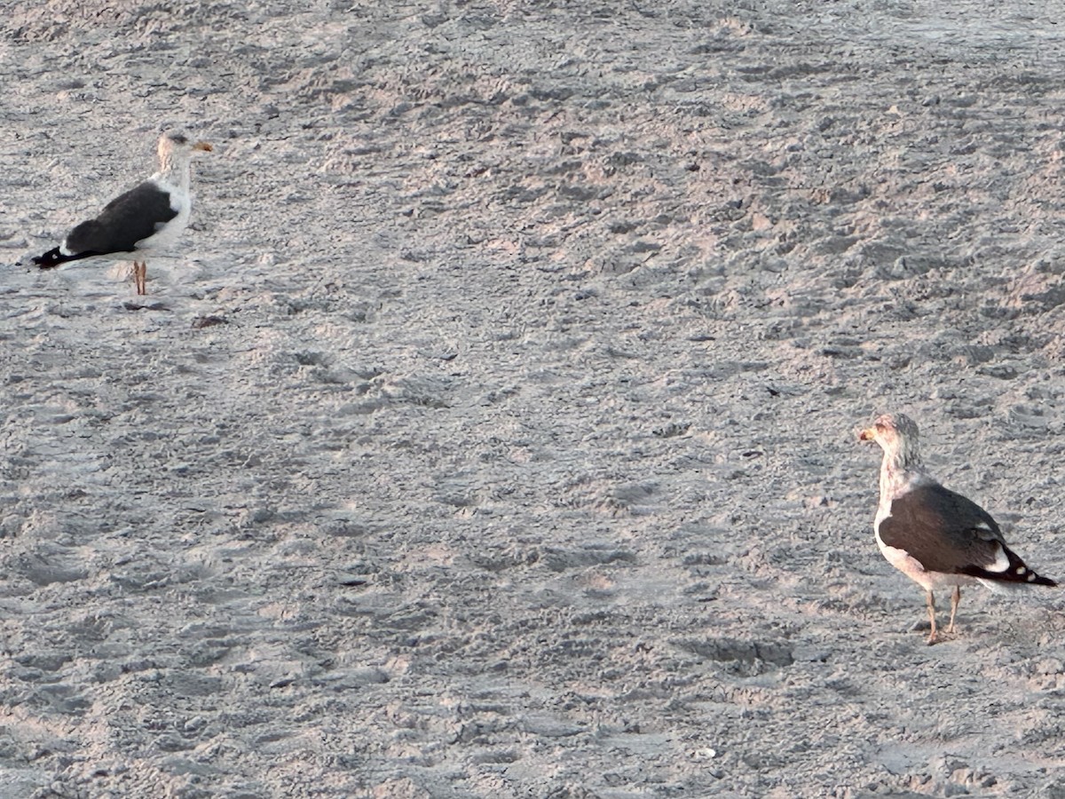 Lesser Black-backed Gull - ML647488780