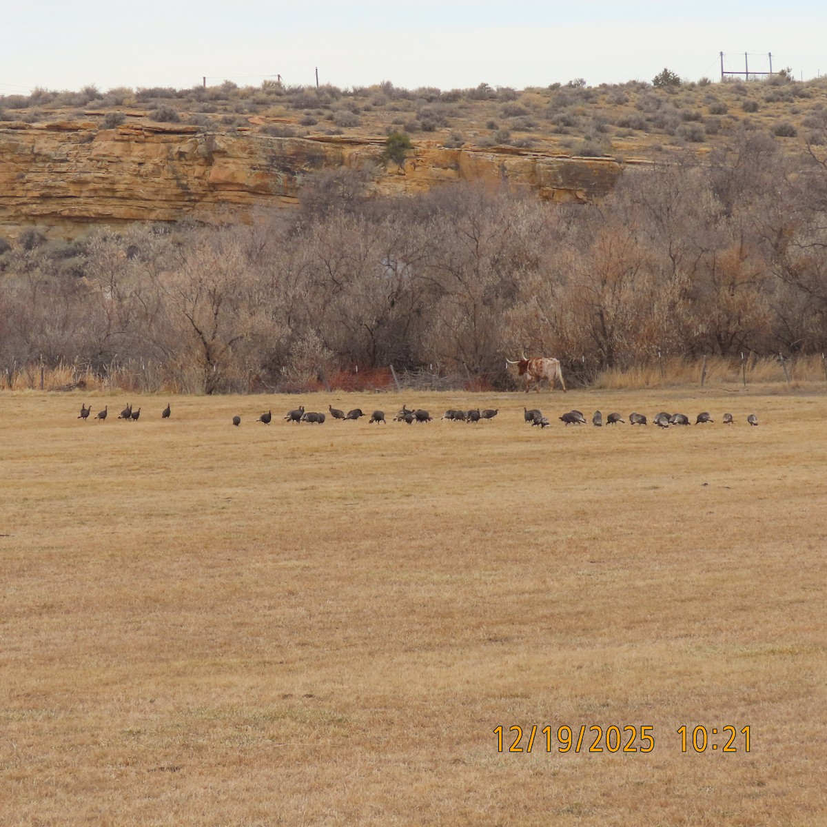 シチメンチョウ - ML647488784
