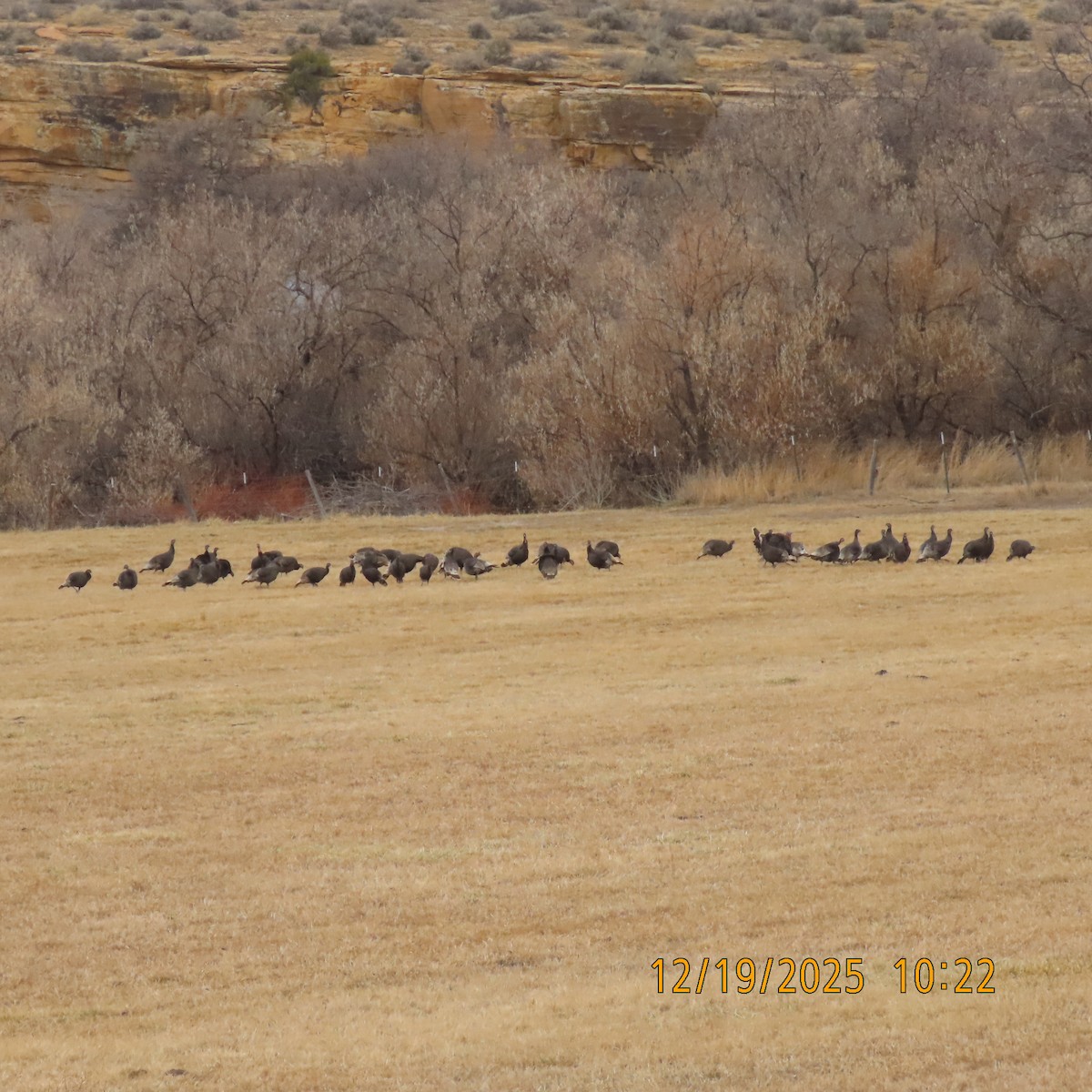 シチメンチョウ - ML647488785