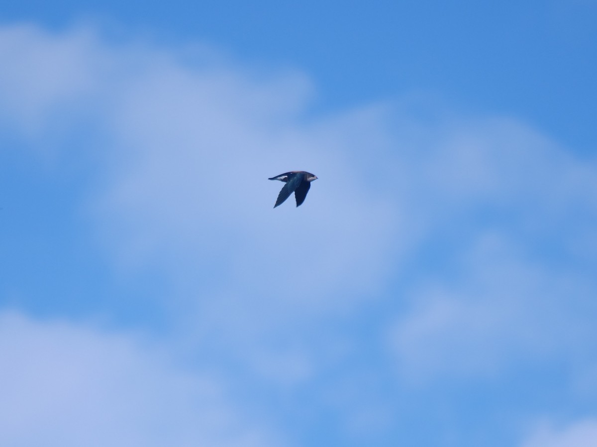 White-throated Needletail - ML647488789