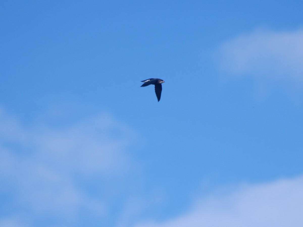 White-throated Needletail - ML647488790