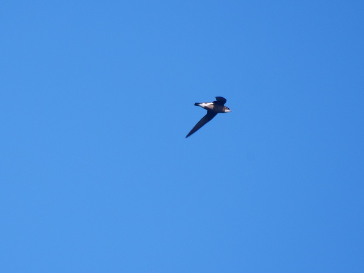 White-throated Needletail - ML647488791