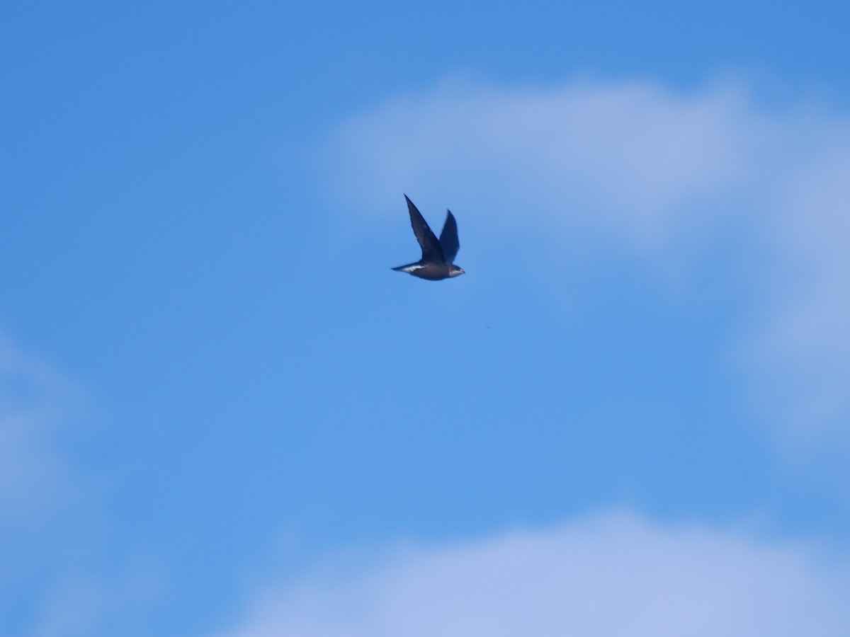 White-throated Needletail - ML647488792