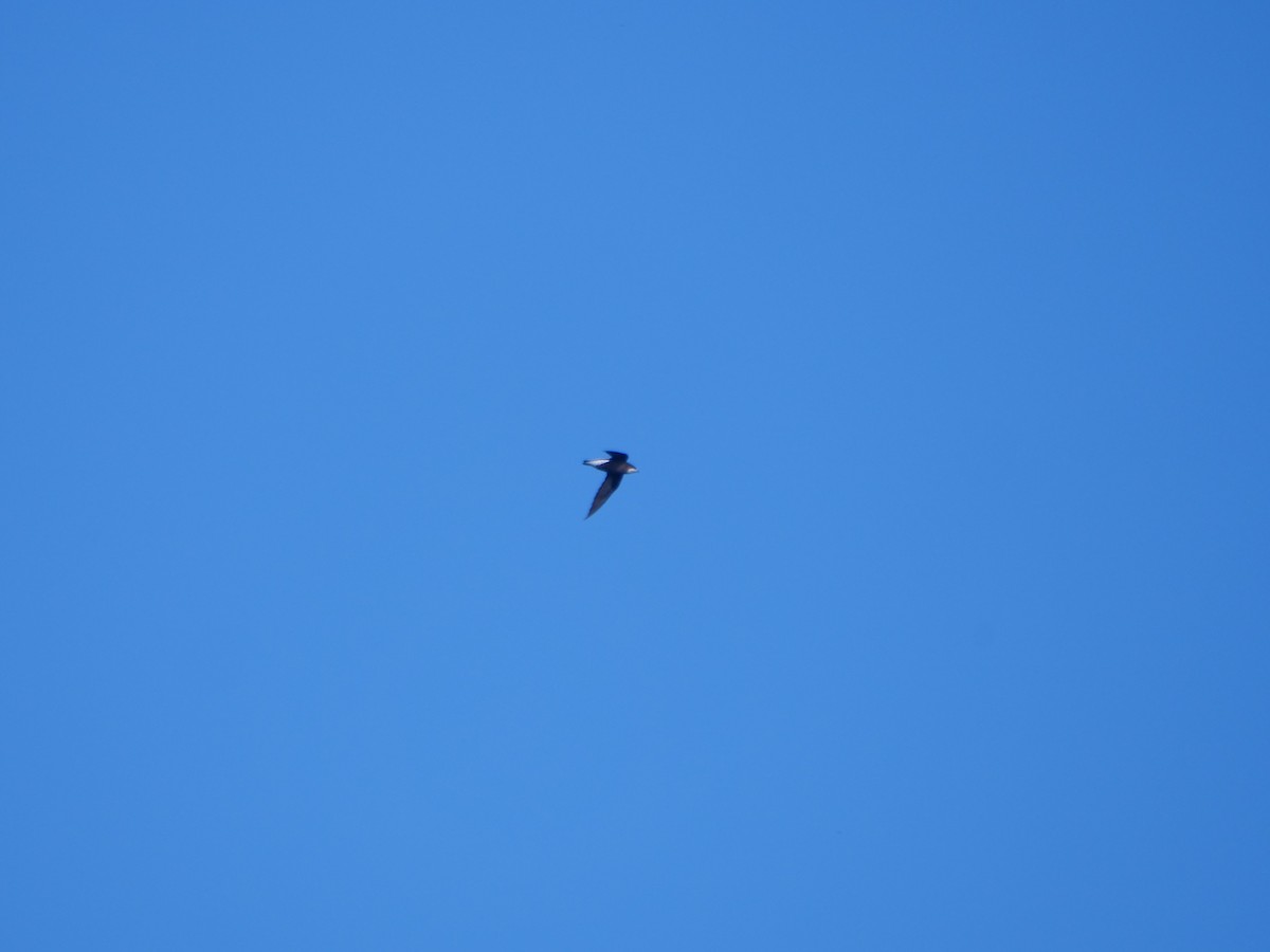 White-throated Needletail - ML647488793