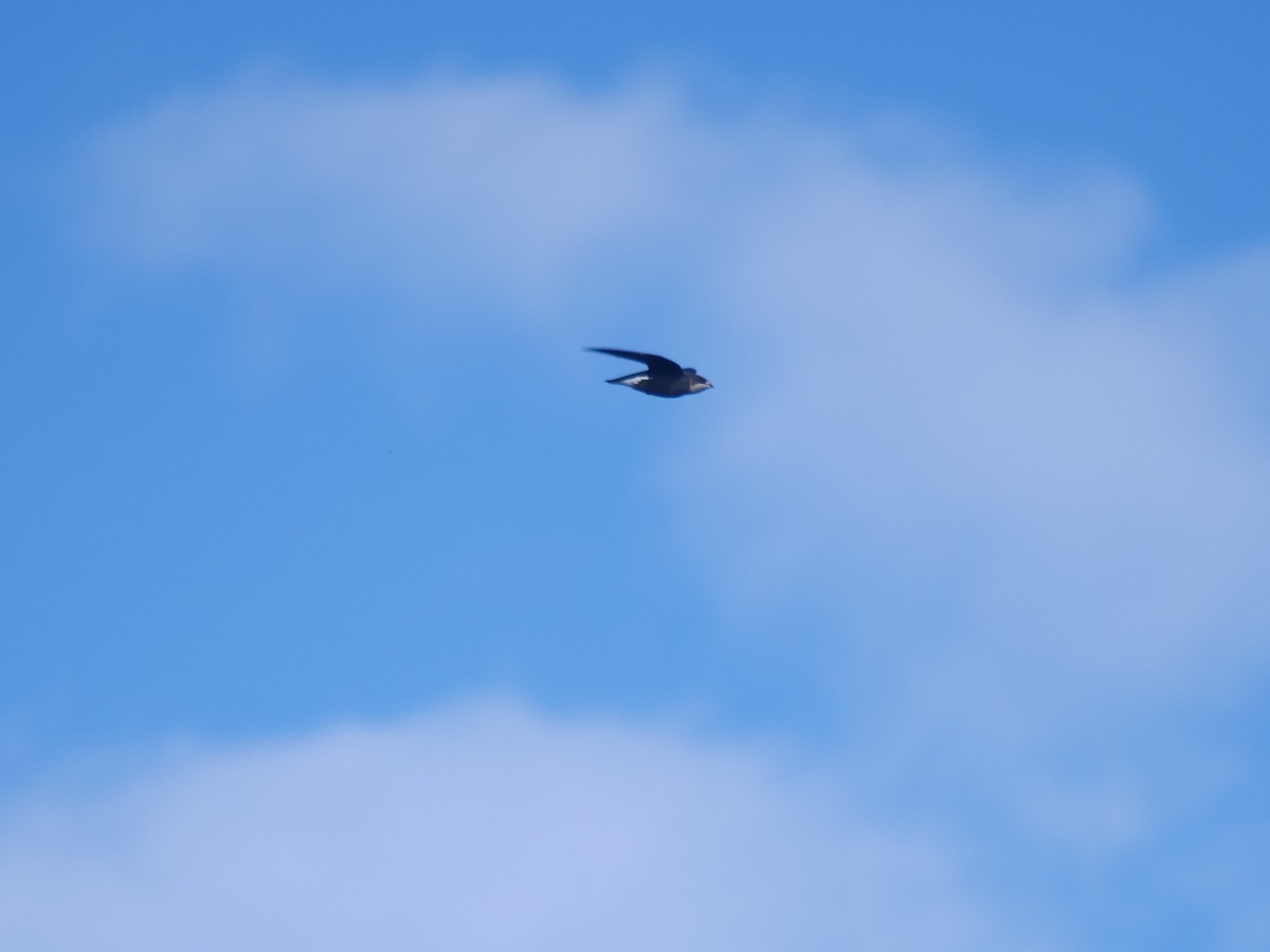 White-throated Needletail - ML647488795