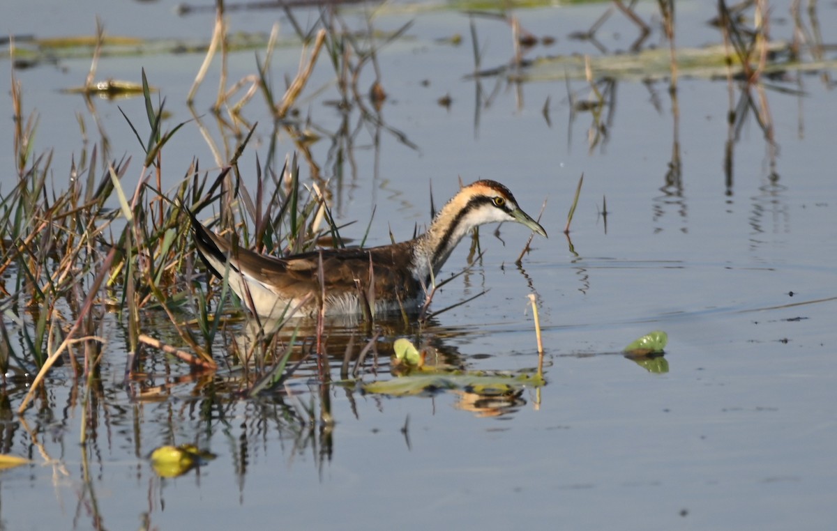 fasanbladhøne - ML647488801