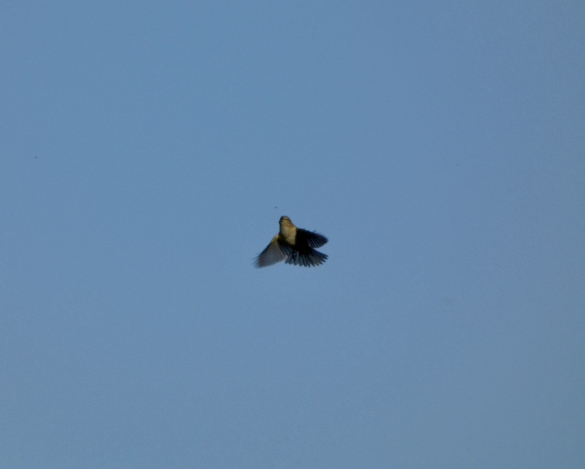 Mosquitero Común - ML647488803