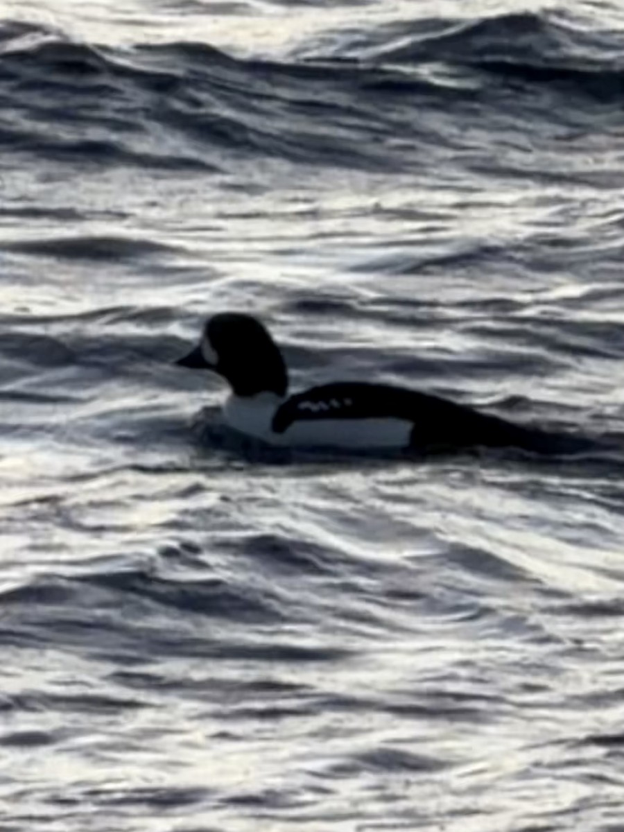 עבראש איסלנדי - ML647488814