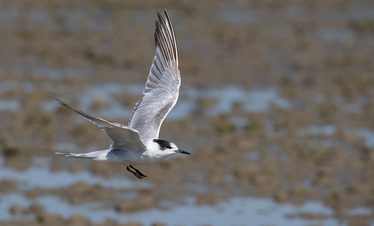 Common Tern - ML647488821
