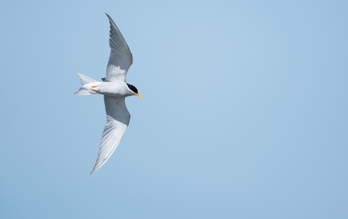 Black-fronted Tern - ML647488823