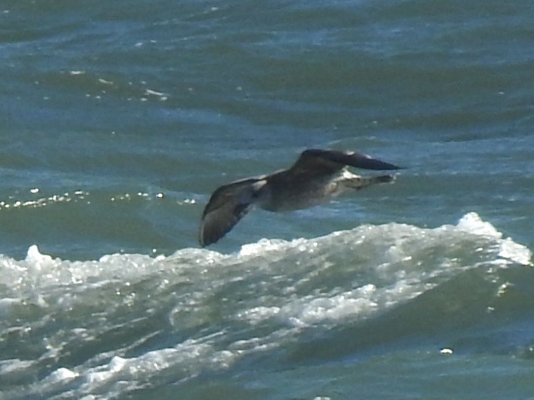 שחף בלתי-מזוהה - ML647488831