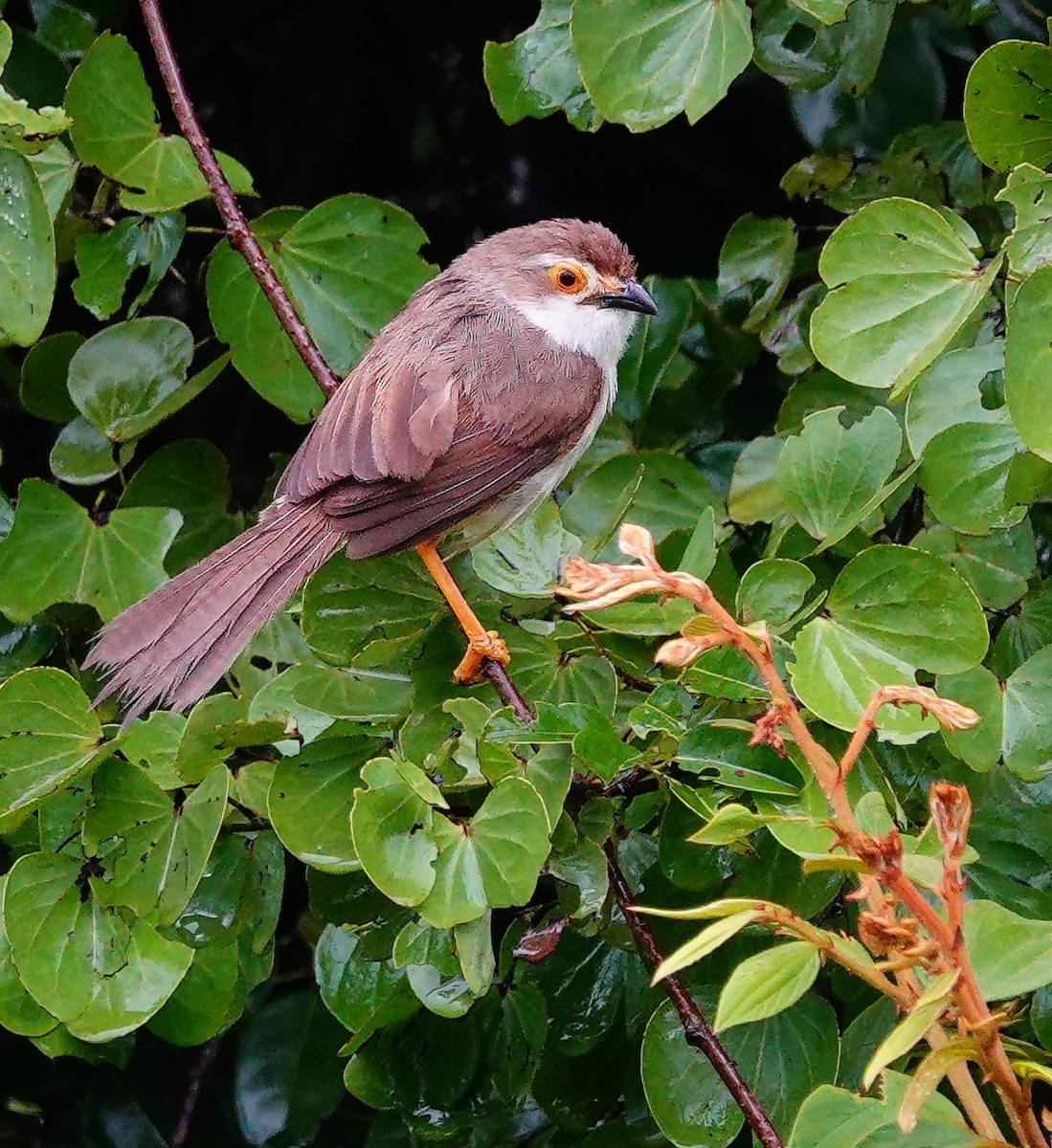 Yellow-eyed Babbler - ML647488841