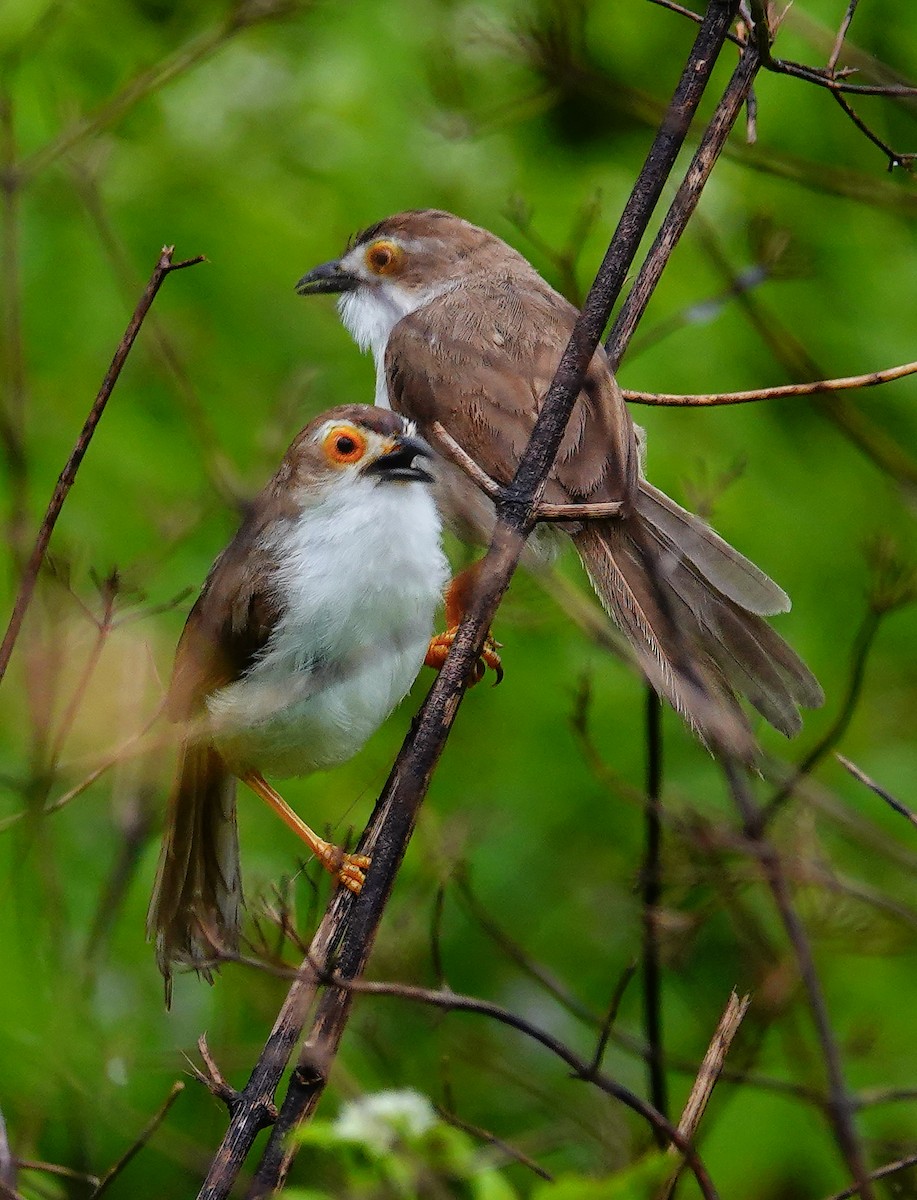 Yellow-eyed Babbler - ML647488842