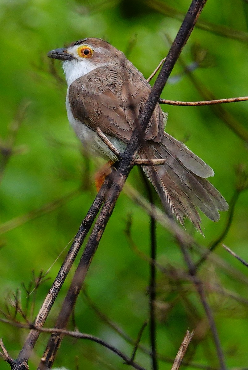 Yellow-eyed Babbler - ML647488843