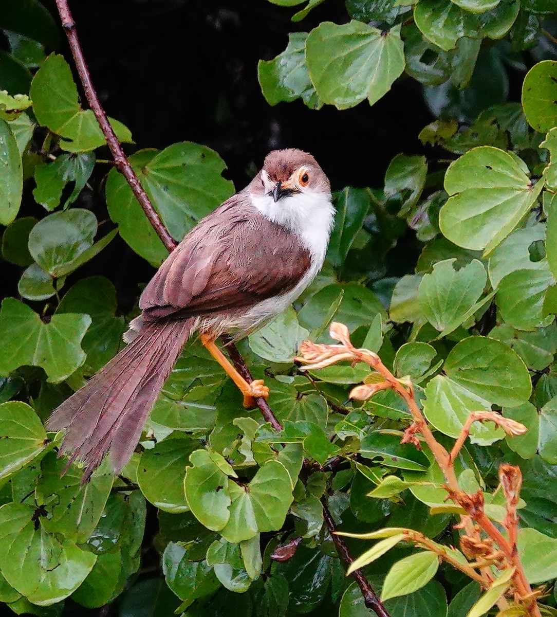 Yellow-eyed Babbler - ML647488844