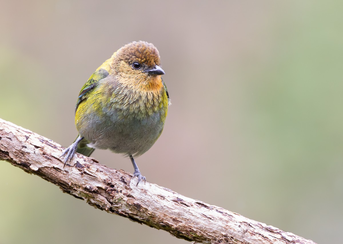 Silvery Tanager - ML647488845