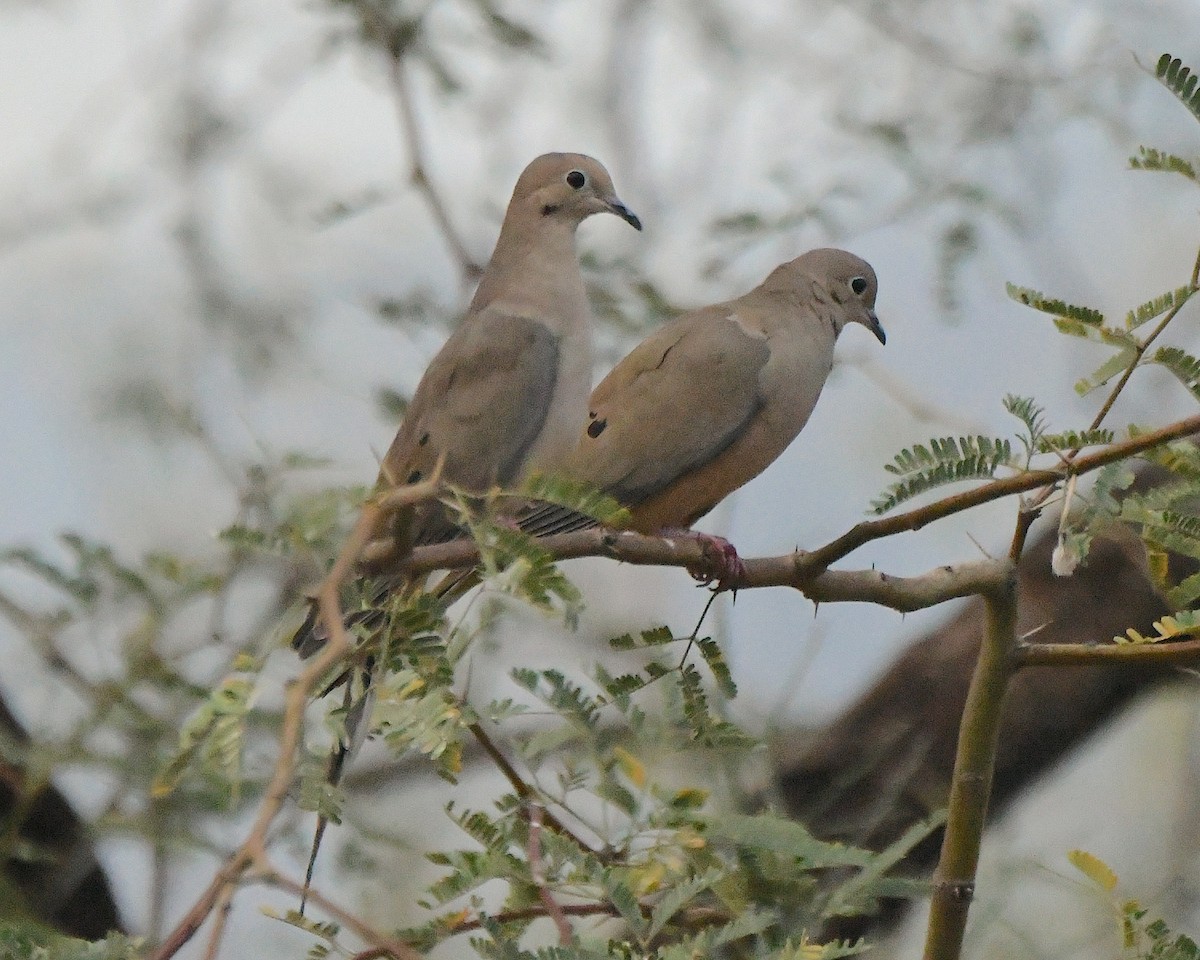 Mourning Dove - ML647488846