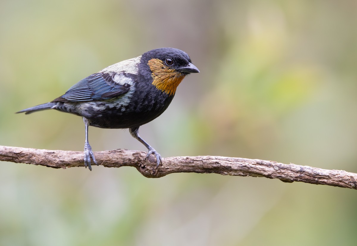 Silvery Tanager - ML647488847