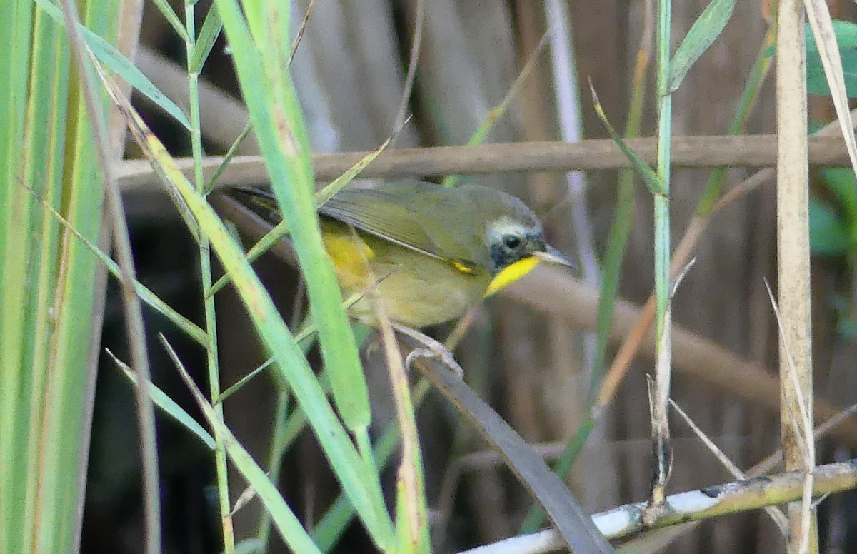 Common Yellowthroat - ML647488848
