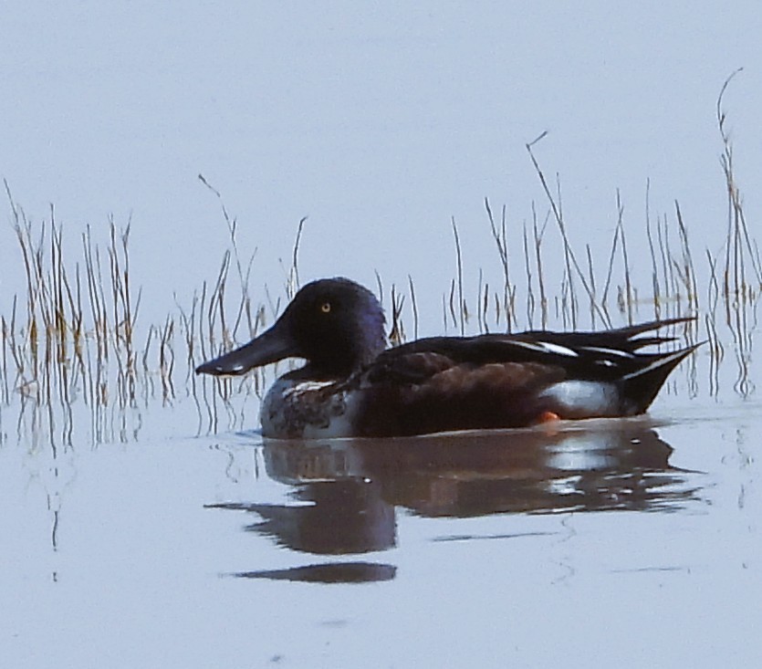 Northern Shoveler - ML647488849