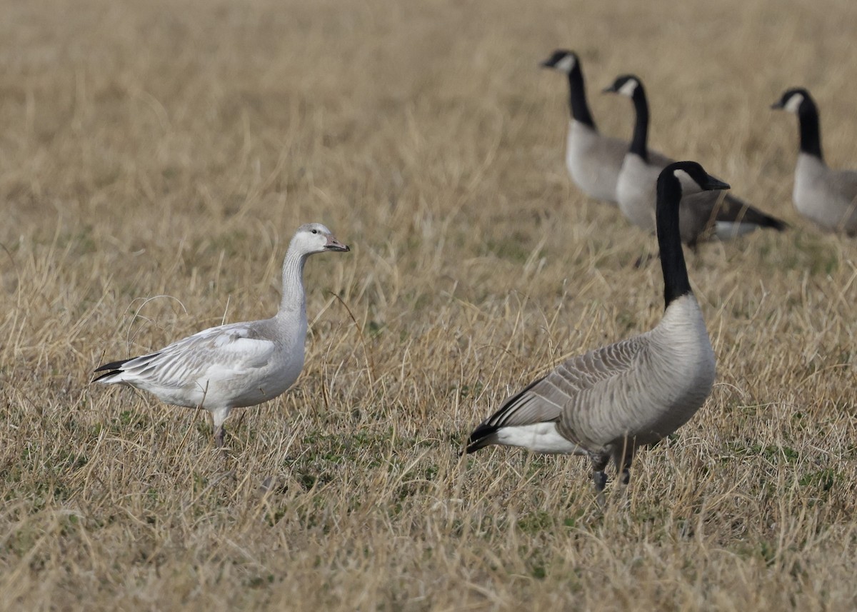 Snow Goose - ML647488850