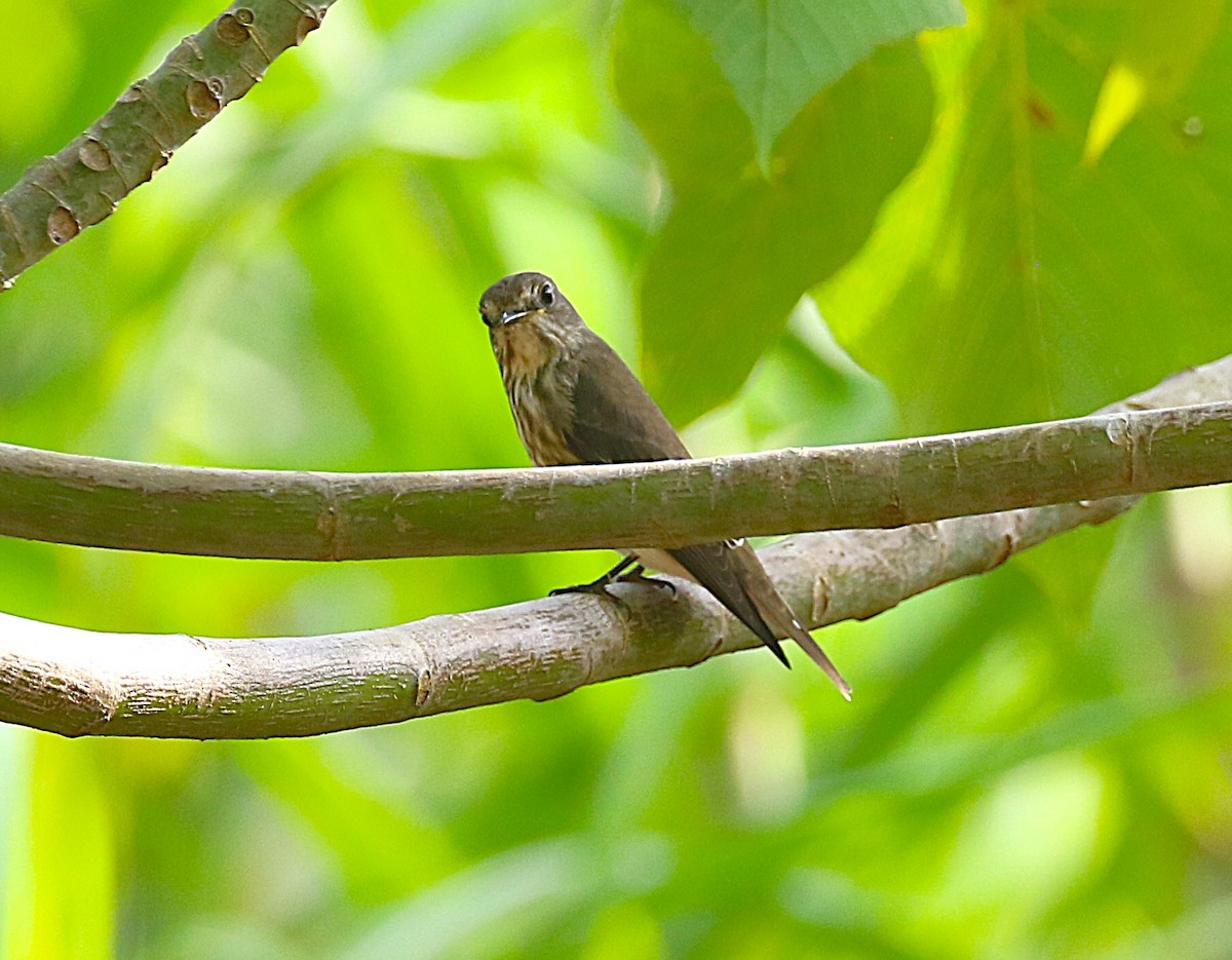Gray-streaked Flycatcher - ML647488851